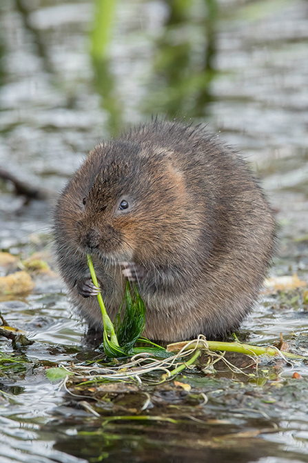 Water vole at Anton Lakes © Jez Rolfe