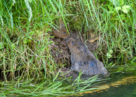 Water vole family in Overton © Deborah Heath