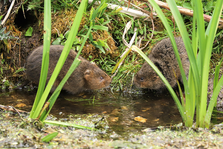 Water voles at Anton Lakes © Brian Cartwright