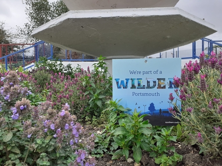 close up of wildflowers on raised bed, with a view of a plaque reading "We're part of a wilder portsmouth"