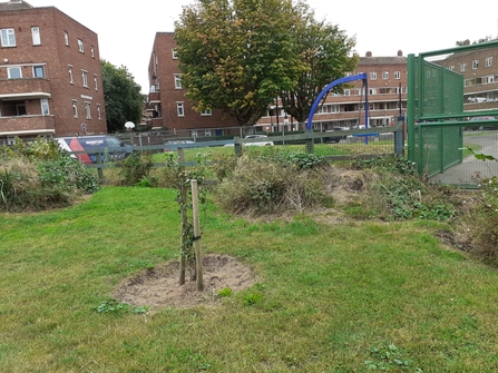 Young sapling planted in green area. Children's playground in the back and houses surround.