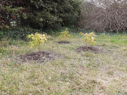 Three young trees planted in grassy area. Hedges in background.