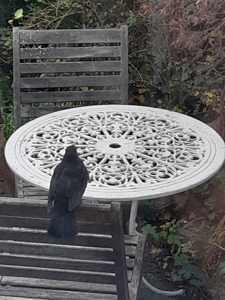Blackbird on patio table