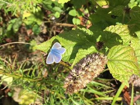 Holly blue butterfly on leaf