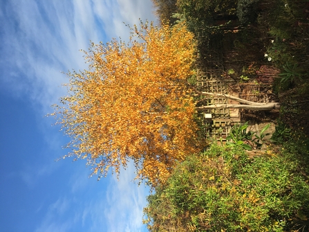 Orange leaves on a tree