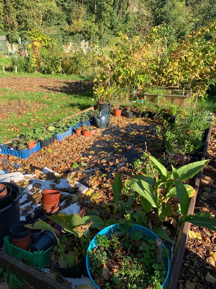 Raised bed in allotment. Plants still in their pots line the outside.