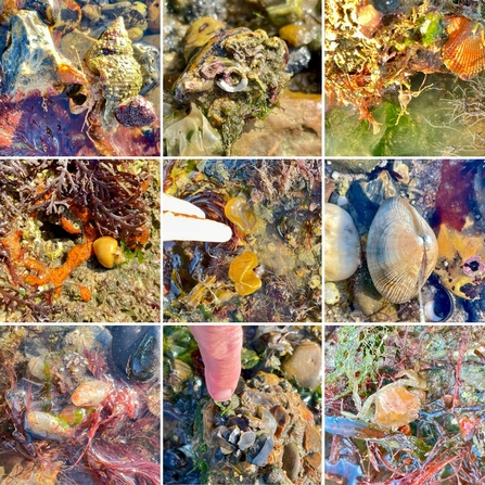 Lepe survey species images