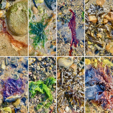 Photographs of seaweeds