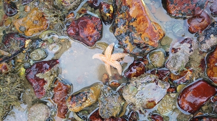 Starfish in the intertidal zone