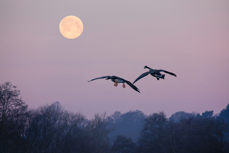 Two canada geese flying into a red sky with a bright moon in the backdrop