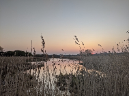 Morton Marsh - image over looking the Marsh through the reedbeds at sunset