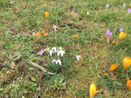 Snowdrops and yellow / purple crocuses coming out of the grass