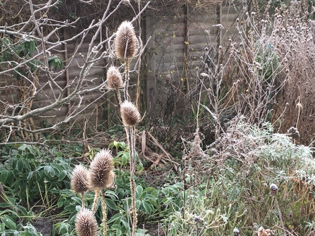 Teasel heads with frost