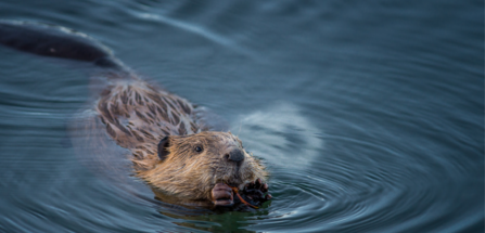 beaver