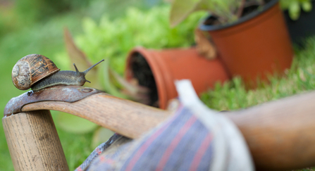 Gardening with wildlife, snail on gardening gloves with pot plants behind