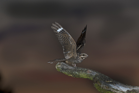 Nightjar at night