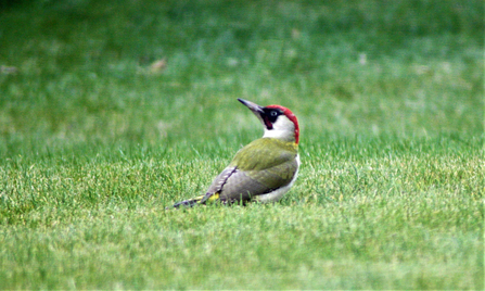 Green woodpecker in grass. 
