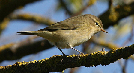 Close up image of a Chiff chaff sitting on a branch of a tree.