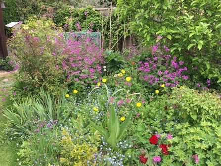 Wildflowers in garden