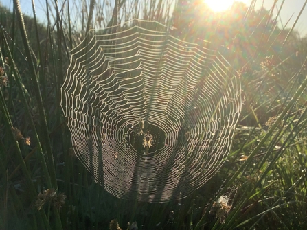 Orbweb spider sitting in the middle of his web as the sun shines through.