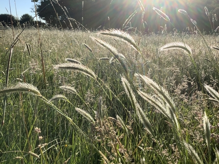 meadow barley catching the sun 