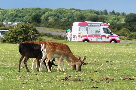 Roe Bucks grazing in front of an Ice Cream van