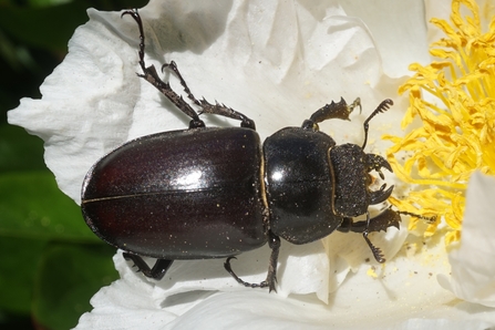 Stag beetle