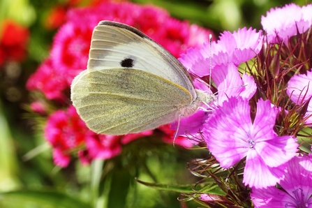 Large white butterfly resting on some purple flowers