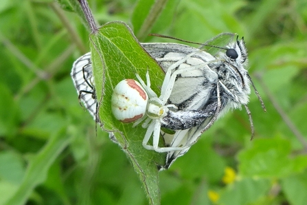Crab spider attacking a marbled white butterfly on a leaf
