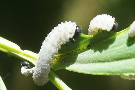 Sawfly larva on leaf