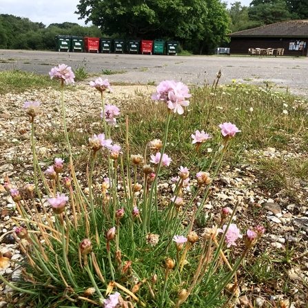 Thrift in the foreground. Behind is a paved car park, some bins and a hut.