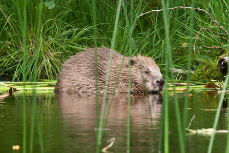 Adult beaver in river 