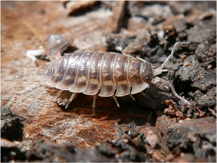 woodlouse 