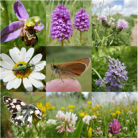 mixture of flowers and butterflies