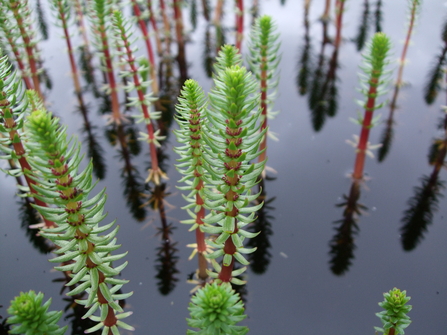 Mare's tail (Hippuris vulgaris) © Allen Stegeman