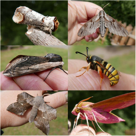 Collection of moths 