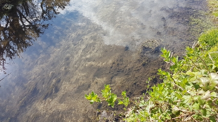 Sediment build up on a chalk stream bed © Wessex Rivers Trust