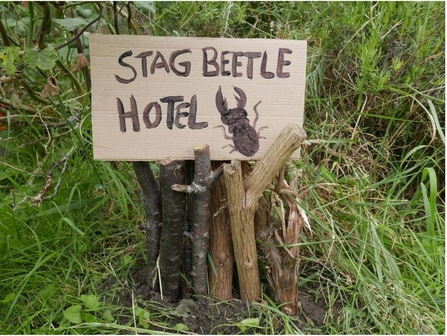 Logs with sign that read Stag Beetle Hotel