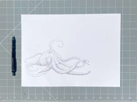 Octopus drawing by Hannah Horn