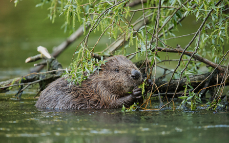 Beaver 