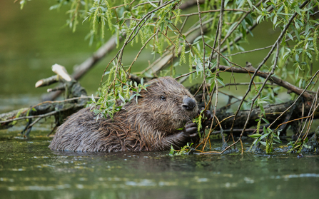 Beaver 