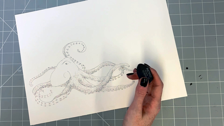 Common Octopus Octopus Vulgaris Cephalopod Realistic Drawing Illustration  Encyclopedia Sea Stock Photo by ©Liliya.Butenko 592551332