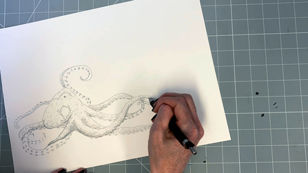 Step 11 octopus drawing