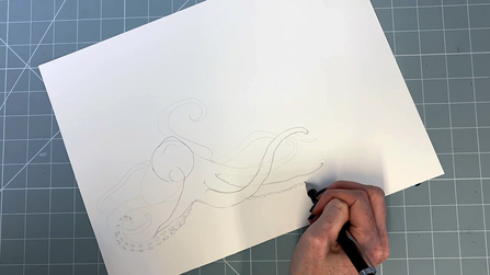 Step 5 octopus drawing