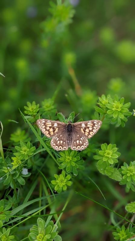 Duke of Burgundy butterfly