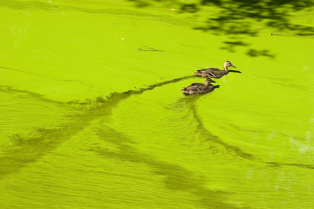 Algal bloom © Heike Kampe