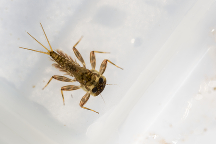 Mayfly larva (Heptageniidae sp.) © Ross Hoddinott/2020VISION