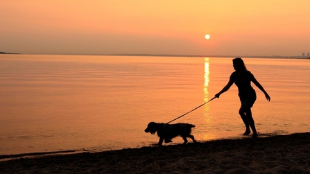 Dog walker on beach