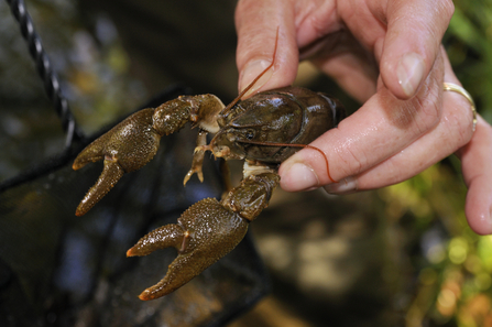 White-clawed crayfish