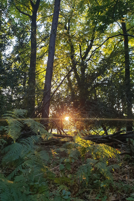 Sunset captured whilst out bat surveying